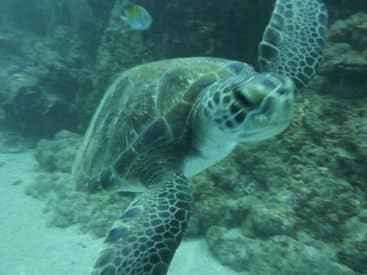 Snorkeling Four Seasons Papagayo