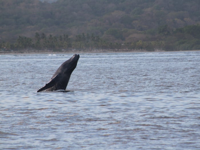 Costa Rica nature